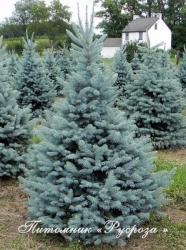 Ель колючая 