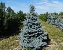 Ель колючая 