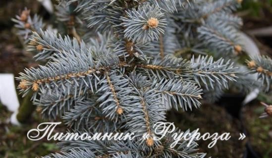 Ель колючая 