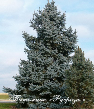 Ель колючая 