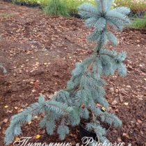 Ель колючая 