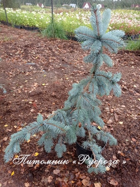 Ель колючая 