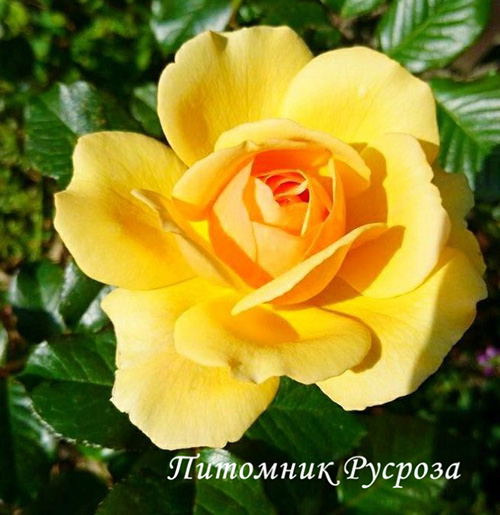 ALBA CHIARA ШТ 80-90