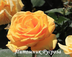 ALBA CHIARA ШТ 80-90