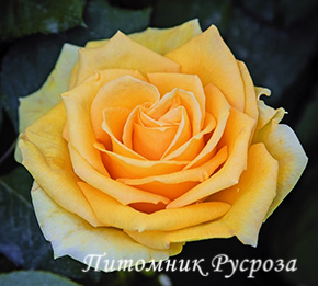 ALBA CHIARA ШТ 80-90