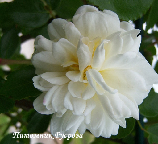 ALBERIC BARBIER ШТ 140