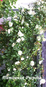 ALBERIC BARBIER ШТ 140