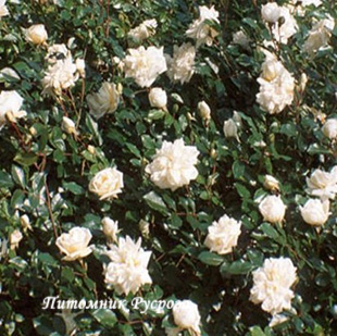 ALBERIC BARBIER ШТ 140