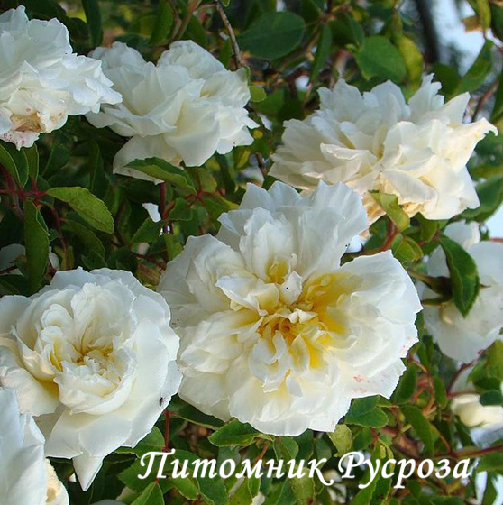 ALBERIC BARBIER ШТ 140