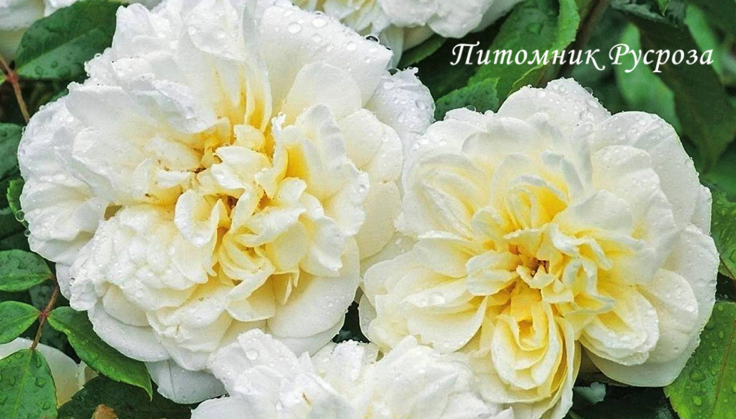 ALBERIC BARBIER ШТ 140