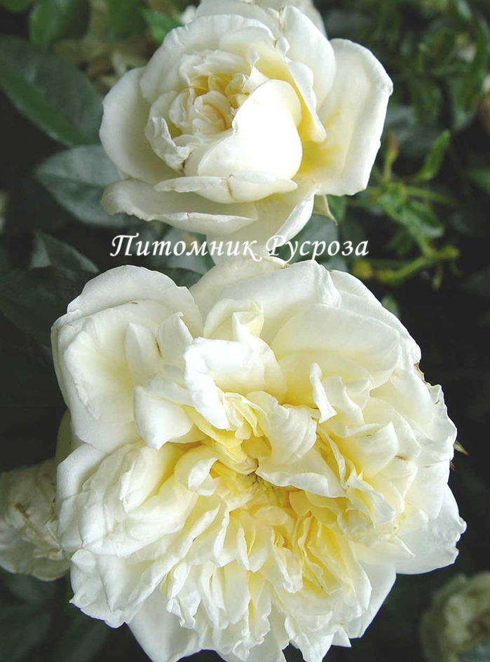 ALBERIC BARBIER ШТ 140