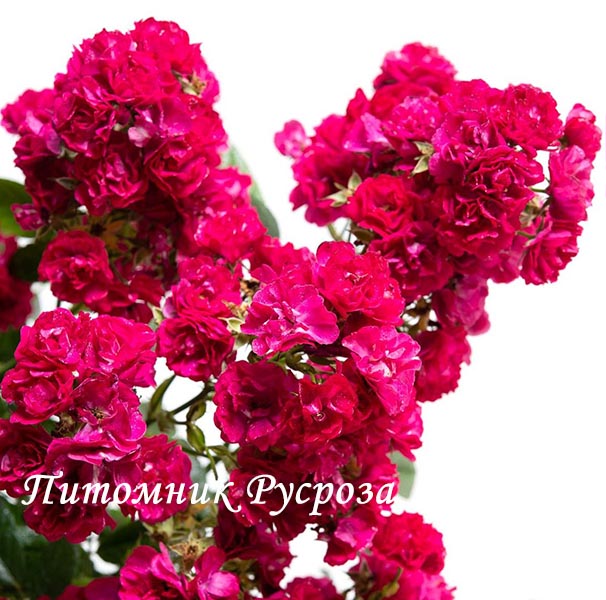 ALBERICH ШТ 50-60