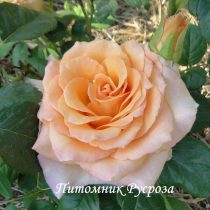 APRICOT (TANTOCIRPA)