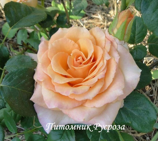 APRICOT (TANTOCIRPA)