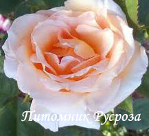 APRICOT (TANTOCIRPA)