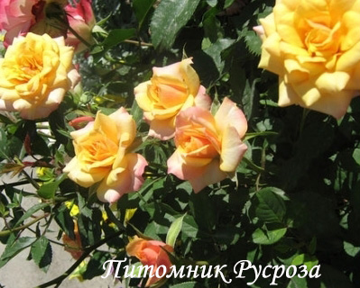 APRICOT (TANTOCIRPA)