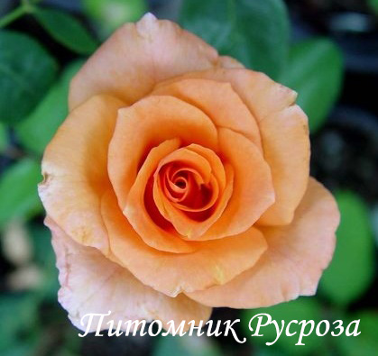 APRICOT (TANTOCIRPA)