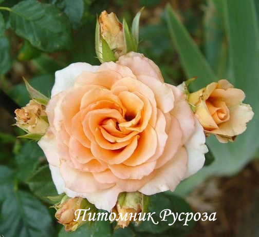 APRICOT (TANTOCIRPA)