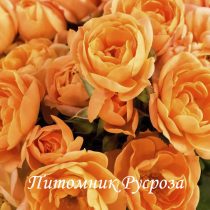 APRICOT CLEMENTINE