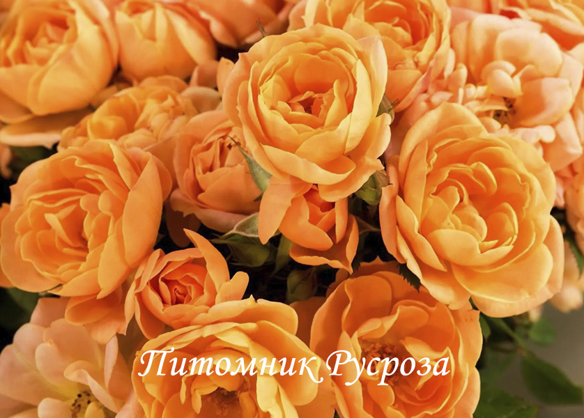APRICOT CLEMENTINE