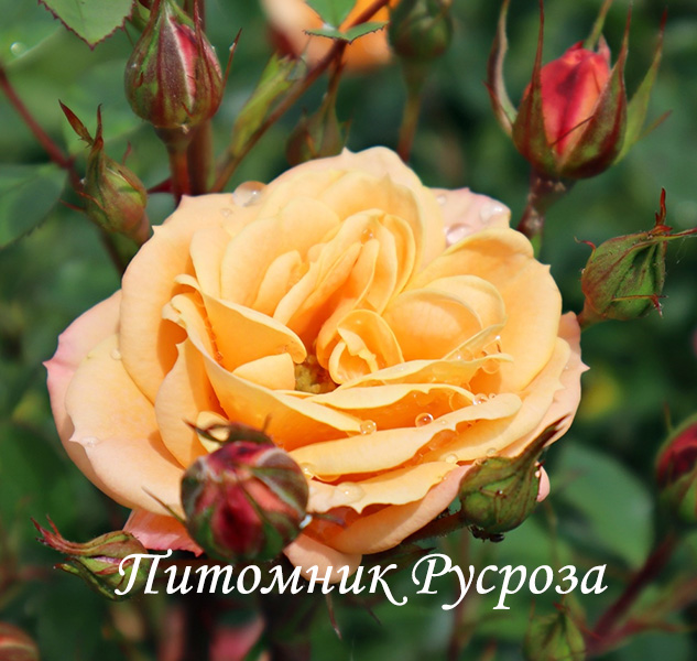 APRICOT CLEMENTINE