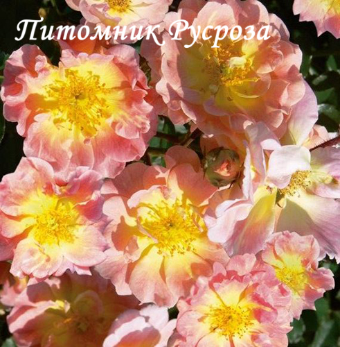 APRICOT MEIDILAND