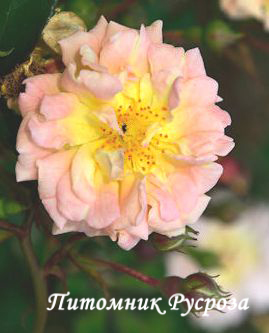 APRICOT MEIDILAND