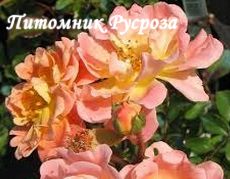 APRICOT MEIDILAND