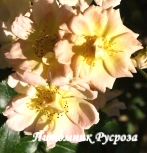 APRICOT MEIDILAND