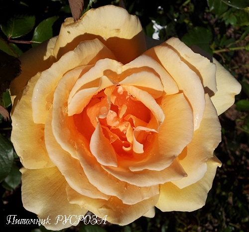 APRICOT NECTAR (JACICOT)