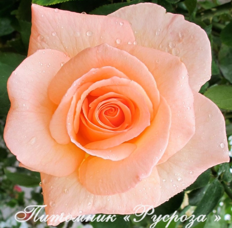 APRICOT NECTAR (JACICOT)