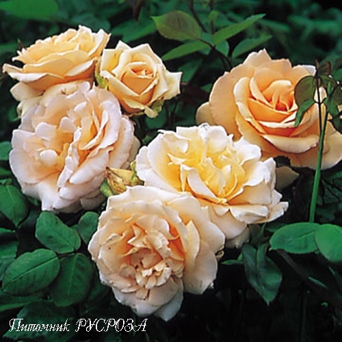 APRICOT NECTAR (JACICOT)