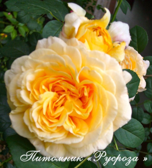 APRICOT NECTAR (JACICOT)