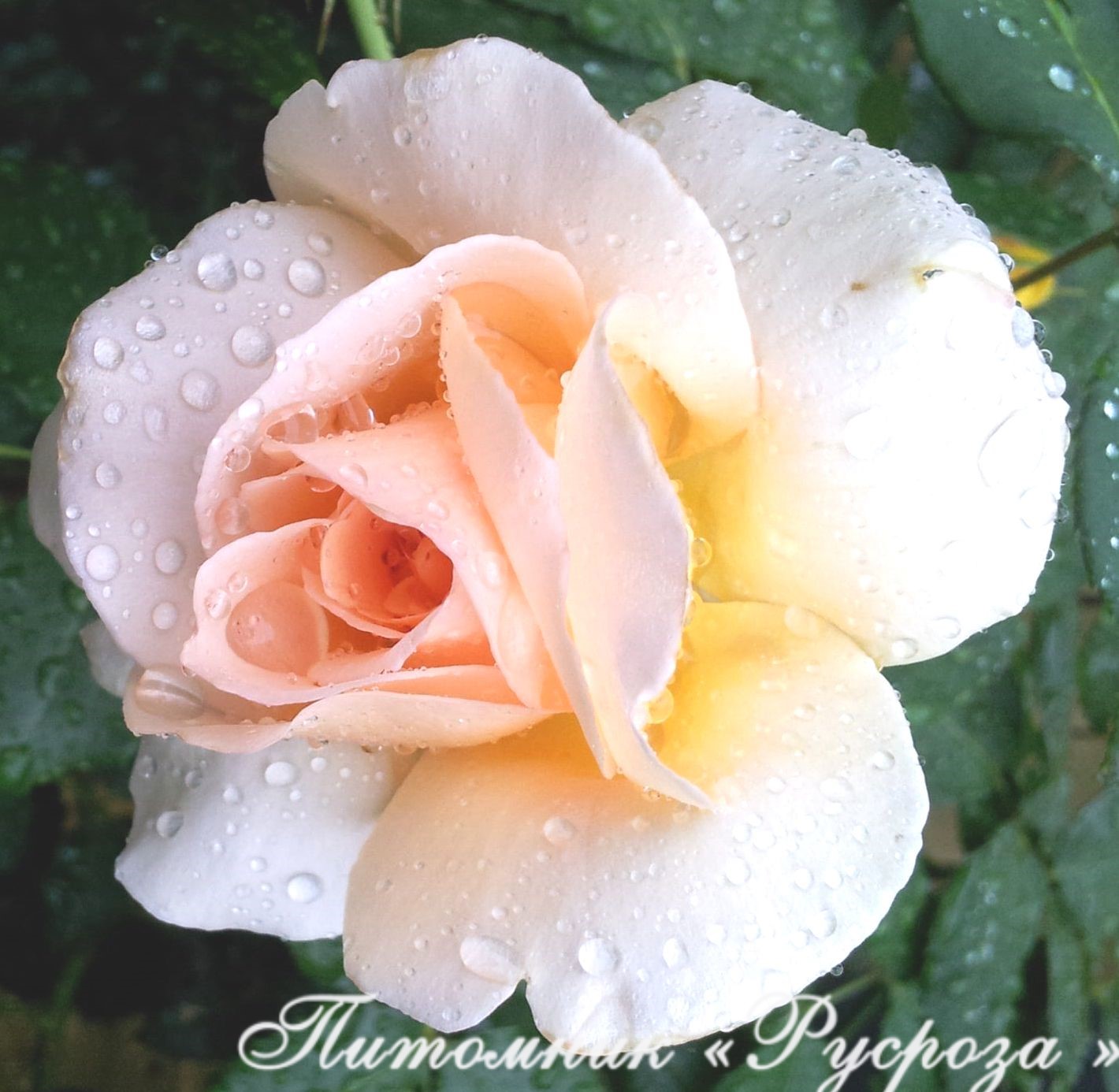 APRICOT NECTAR (JACICOT)