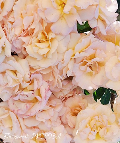 APRICOT NECTAR (JACICOT)