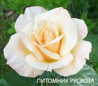 APRICOT QUEEN ELIZABETH