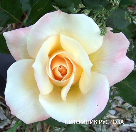 APRICOT QUEEN ELIZABETH