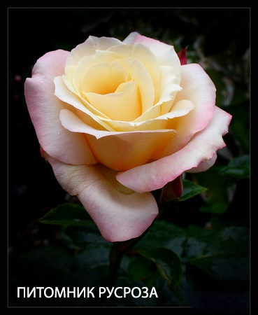 APRICOT QUEEN ELIZABETH