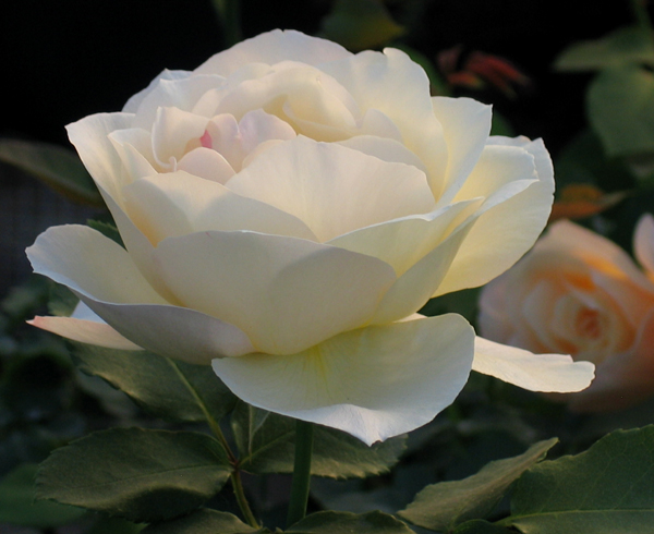 APRICOT QUEEN ELIZABETH