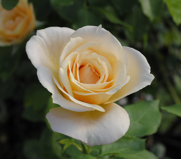 APRICOT QUEEN ELIZABETH