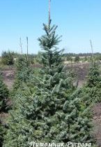 Ель сербская 180-200
