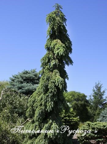 Ель сербская 