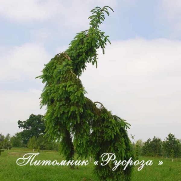 Ель сербская 