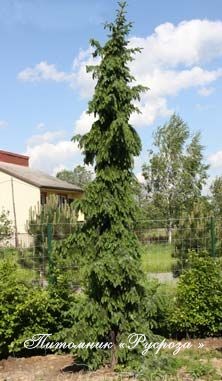 Ель сербская 