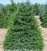 Ель сербская (Picea omorika) 80-120