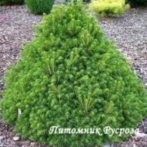 Ель обыкновенная 