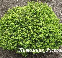 Ель обыкновенная 