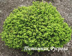 Ель обыкновенная 