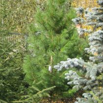 Кедр сибирский Pínus sibírica 30-40