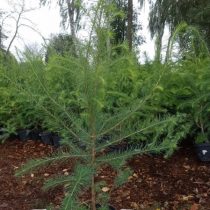 Лиственница Маршлинса 250-300